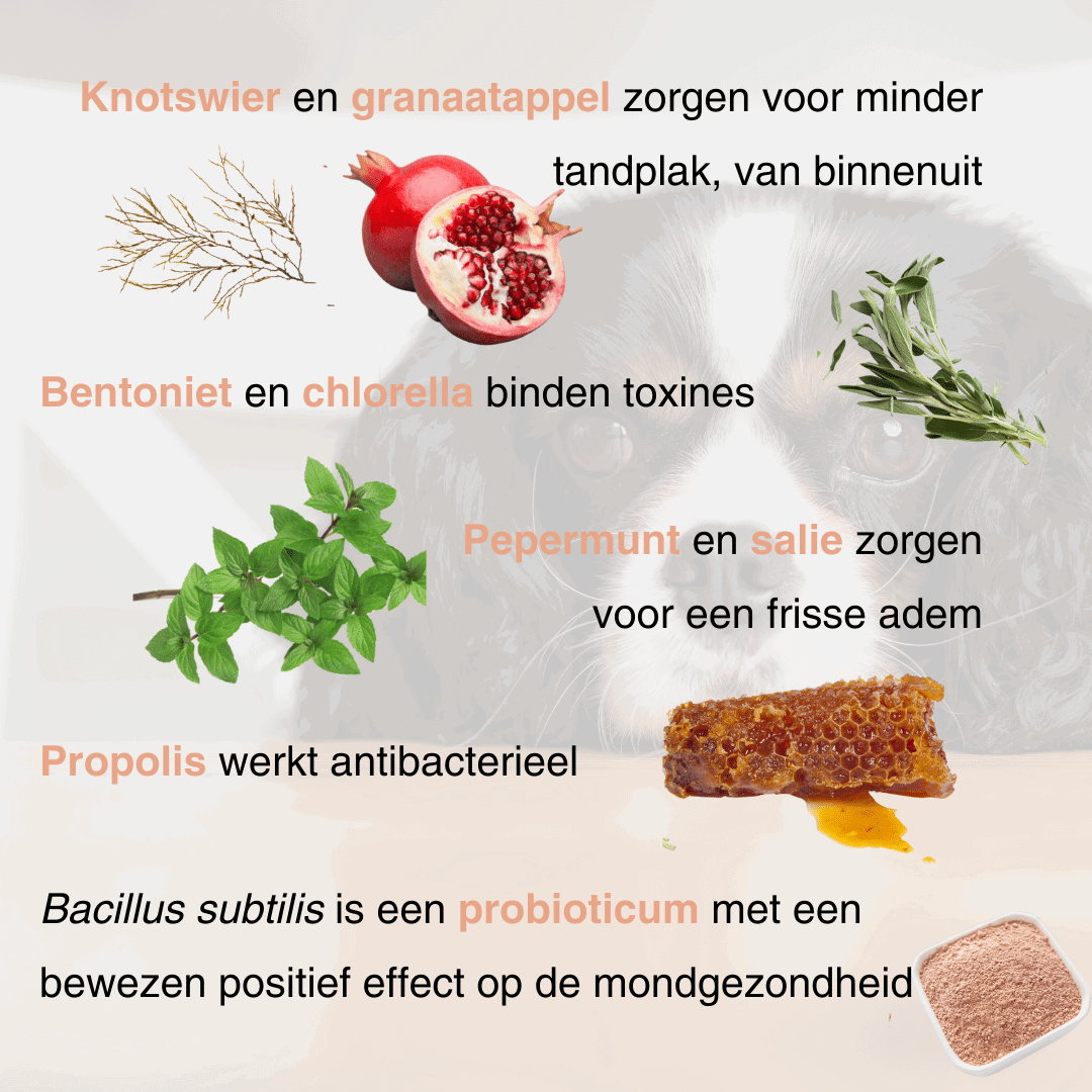 Power of Dental Health - krachtig tandpoeder voor honden - Image 4