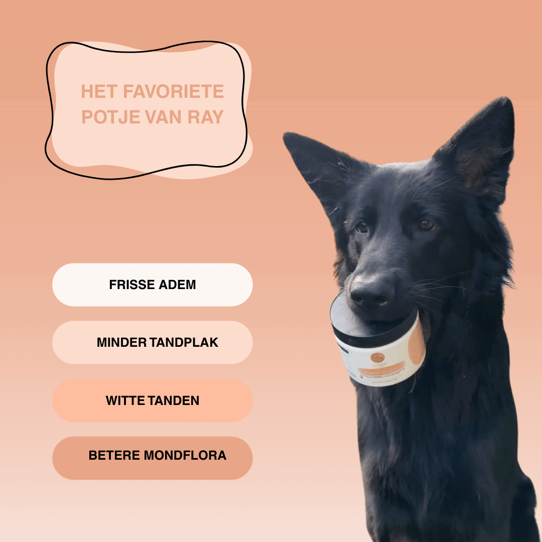 Power of Dental Health - krachtig tandpoeder voor honden - Image 3